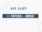 4.1 特异性免疫—细胞免疫 体液免疫和细胞免疫的关系-2024-2025学年高二生物同步教学课件（人教版2019选择性必修1）