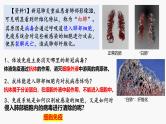 4.1 特异性免疫—细胞免疫 体液免疫和细胞免疫的关系-2024-2025学年高二生物同步教学课件（人教版2019选择性必修1）
