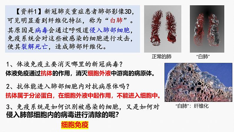 4.1 特异性免疫—细胞免疫 体液免疫和细胞免疫的关系-2024-2025学年高二生物同步教学课件（人教版2019选择性必修1）第2页