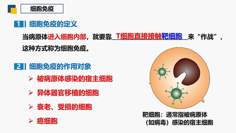 4.1 特异性免疫—细胞免疫 体液免疫和细胞免疫的关系-2024-2025学年高二生物同步教学课件（人教版2019选择性必修1）第4页