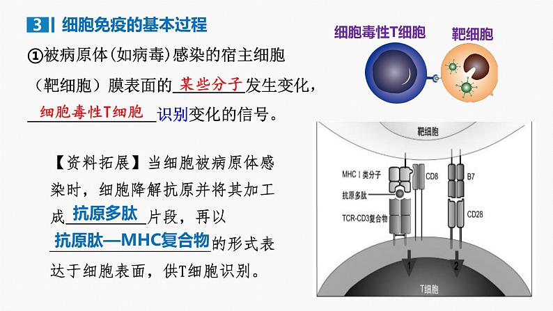 4.1 特异性免疫—细胞免疫 体液免疫和细胞免疫的关系-2024-2025学年高二生物同步教学课件（人教版2019选择性必修1）第7页