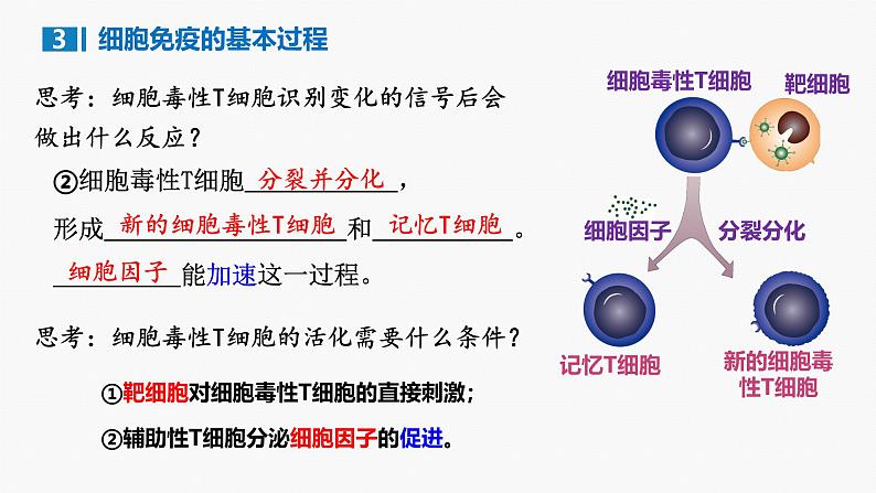 4.1 特异性免疫—细胞免疫 体液免疫和细胞免疫的关系-2024-2025学年高二生物同步教学课件（人教版2019选择性必修1）第8页