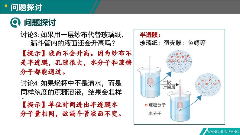 4.1被动运输-2024-2025学年高一生物同步备课课件（人教版2019必修1）第7页