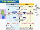 4.2 特异性免疫—体液免疫和细胞免疫的协调配合-2024-2025学年高二生物同步课件（人教版2019选择性必修1）