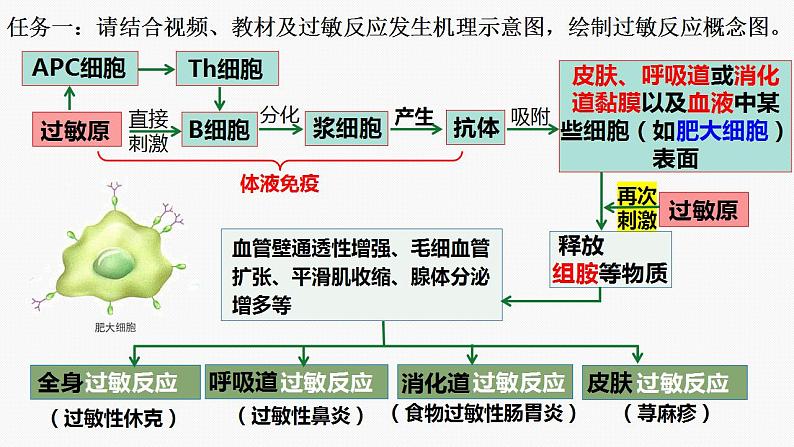 4.3 免疫失调（第1课时）-2024-2025学年高二生物同步课件（人教版2019选择性必修1）第7页