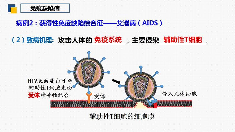 4.3 免疫失调（第2课时）-2024-2025学年高二生物同步课件（人教版2019选择性必修1）第6页