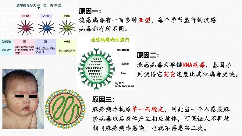 4.4 免疫学的应用-2024-2025学年高二生物同步课件（人教版2019选择性必修1）第4页