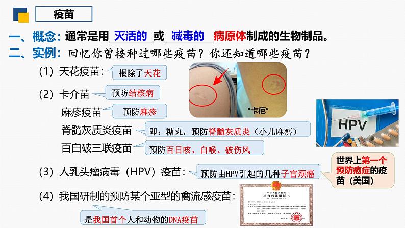 4.4 免疫学的应用-2024-2025学年高二生物同步课件（人教版2019选择性必修1）第7页