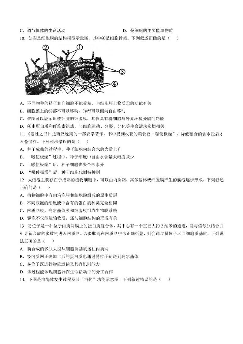 四川省自贡市四川省荣县中学校2024～2025学年高一(上)期中生物试卷(含答案)第2页