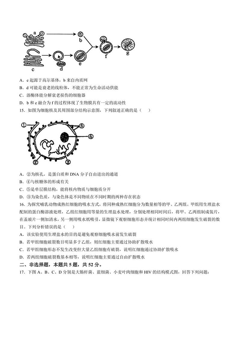 四川省自贡市四川省荣县中学校2024～2025学年高一(上)期中生物试卷(含答案)第3页