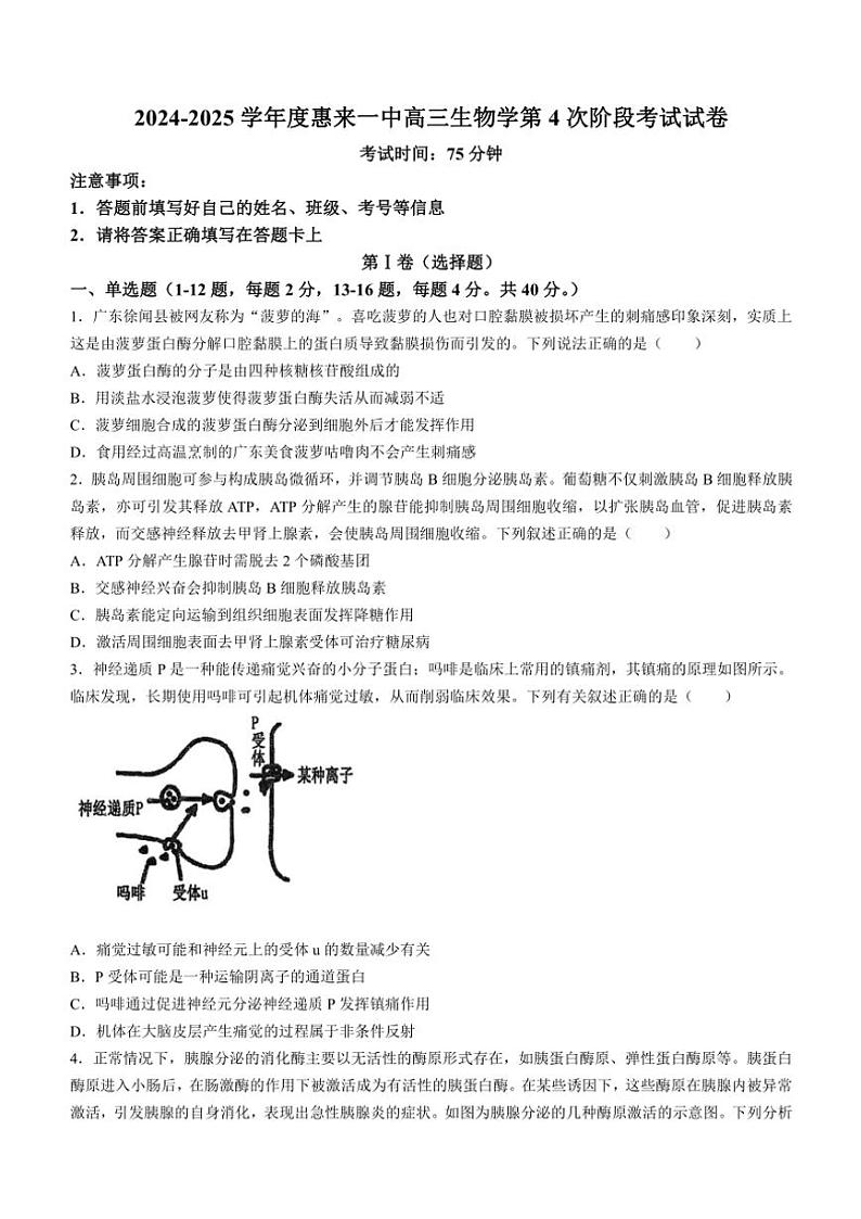 广东省揭阳市惠来县惠来县第一中学2024～2025学年高三(上)期中生物试卷(含解析)第1页