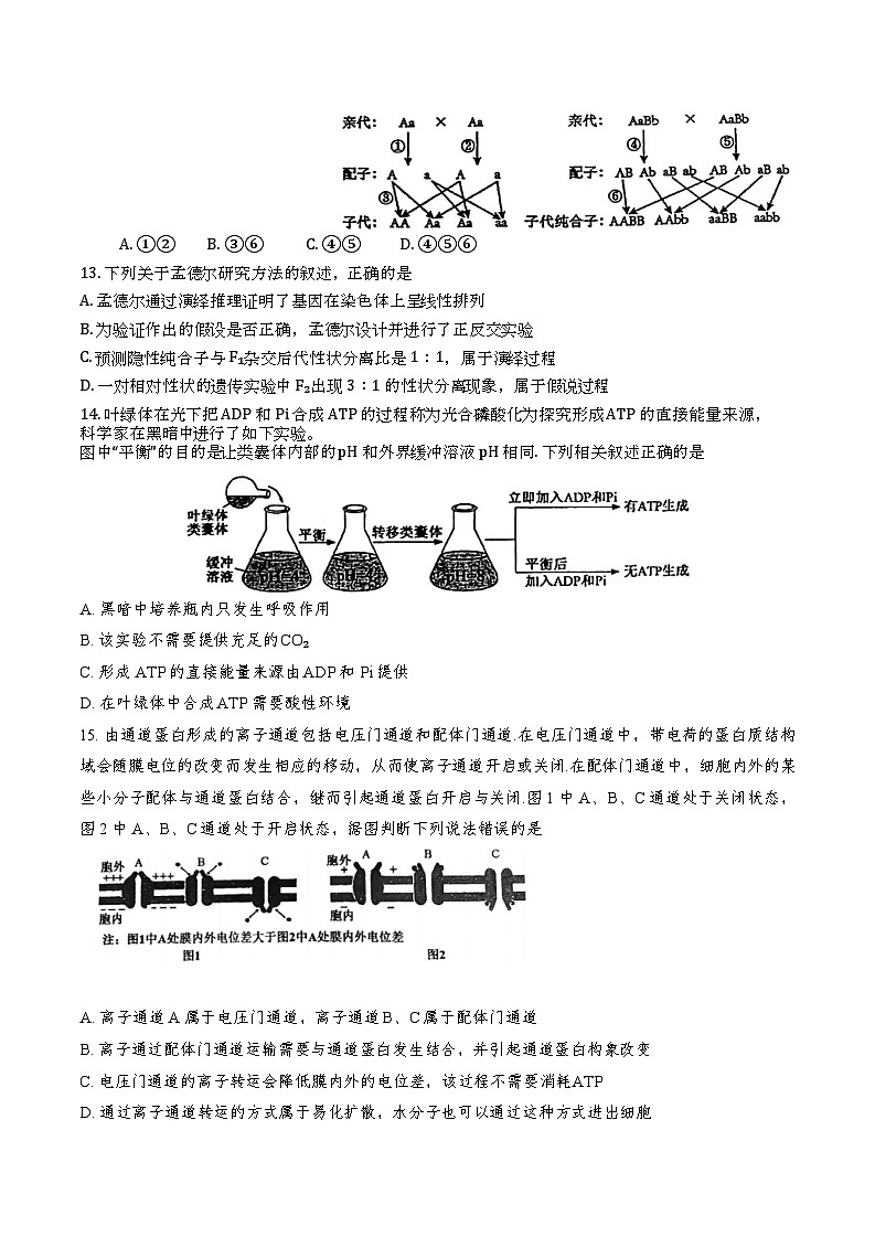 天津市西青区杨柳青第一中学2024-2025学年高三上学期11月期中生物试题第3页