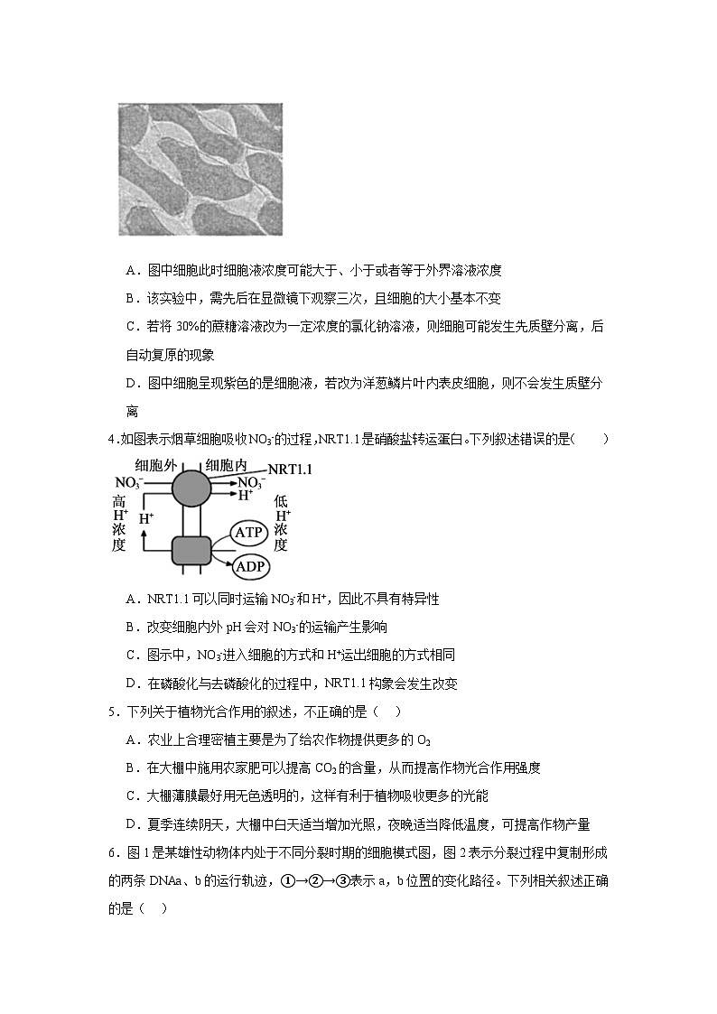 湖南省常德市汉寿县汉寿县第一中学2024-2025学年高三上学期11月期中生物试题第2页