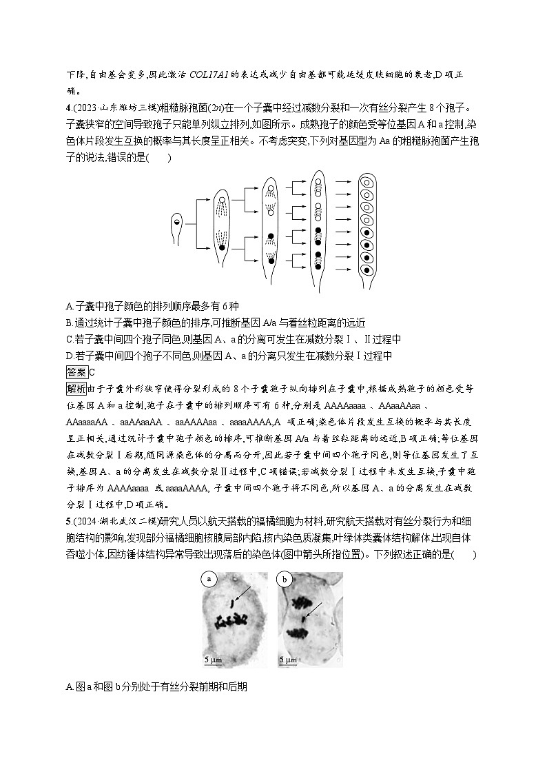 备战2025年高考二轮复习生物（山东版）知识对点小题练5细胞的生命历程（Word版附解析）第2页