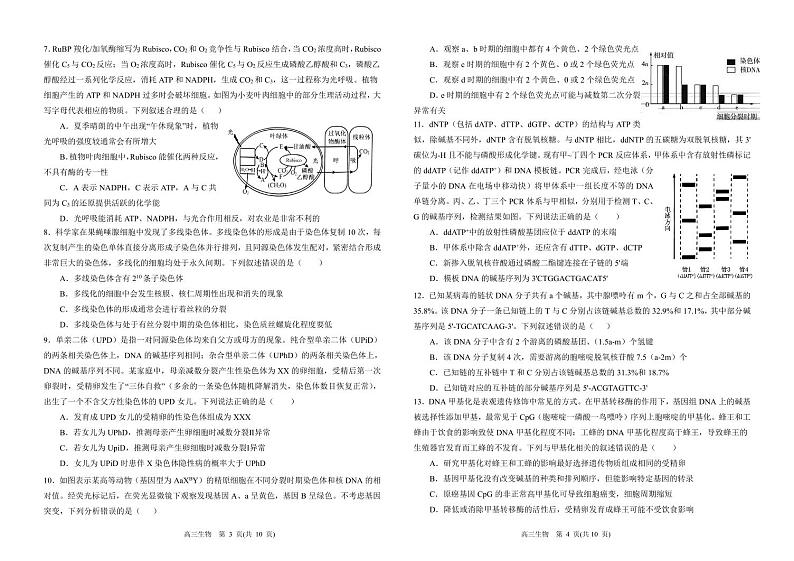 山东省青岛第十九中学2024-2025学年高三上学期11月期中考试生物试题第2页