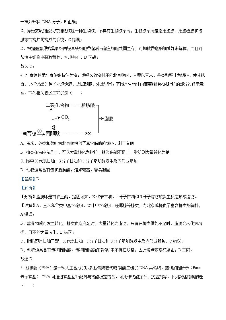 湖北省新高考协作体2024-2025学年高三上学期11月期中生物试题 含解析第3页