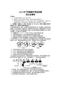 湖南省邵阳市武冈市2024-2025学年高三上学期期中考试生物试题 含答案