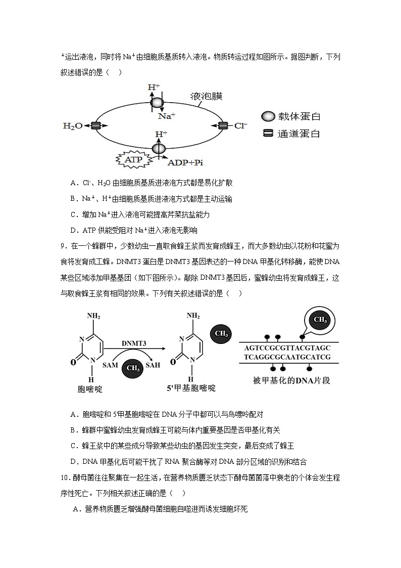 2025岳阳临湘高三上学期11月期中生物试题含答案第3页