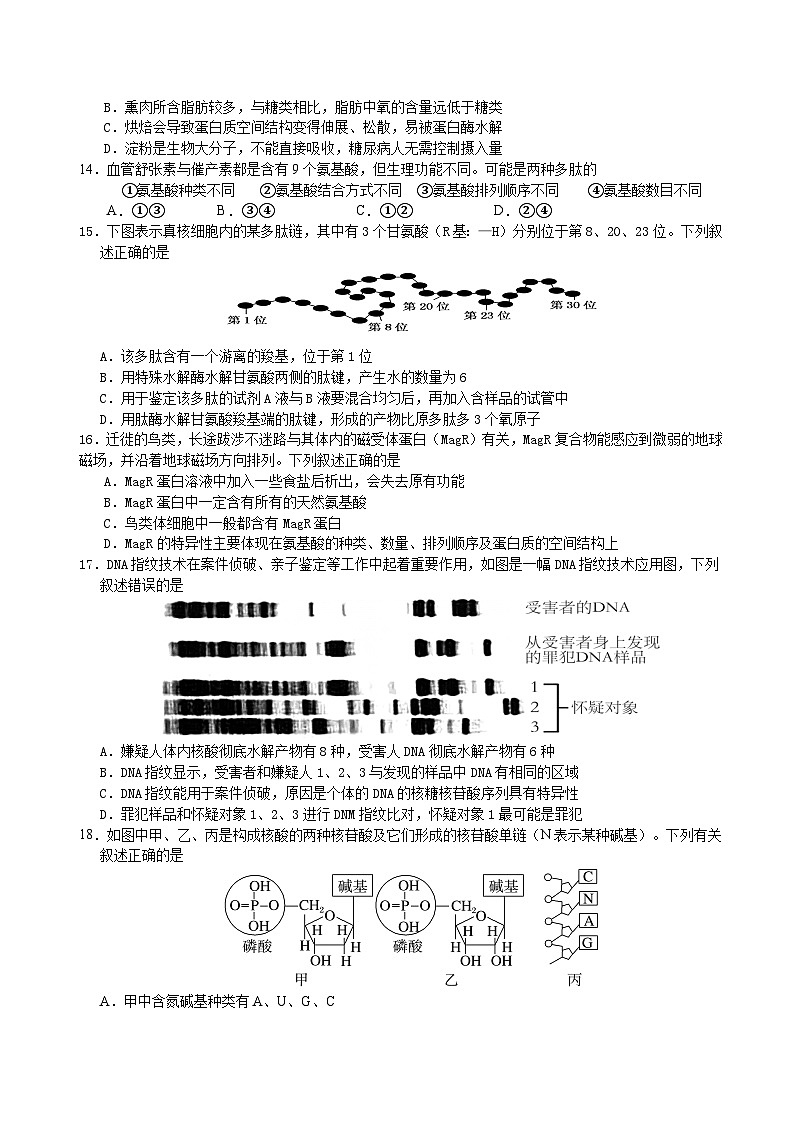 四川省仁寿第一中学校南校区2024-2025学年高一上学期11月期中生物试题03