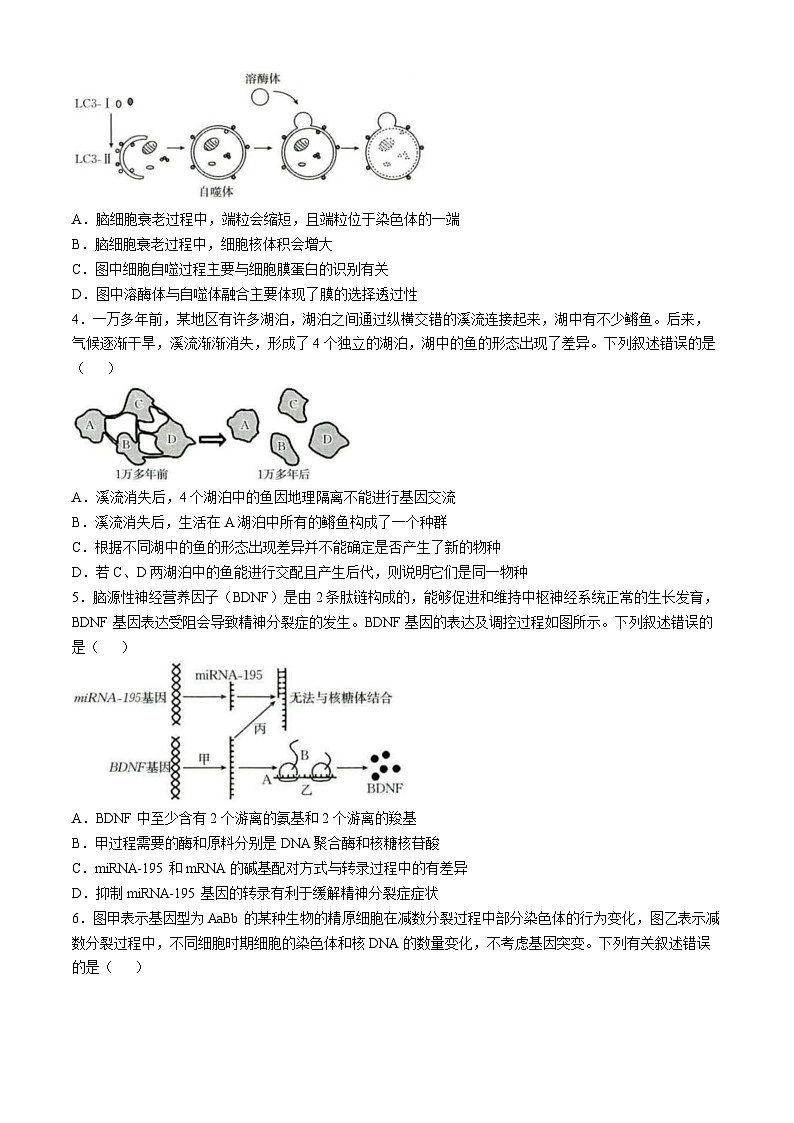 广西部分学校联考2024-2025学年高三上学期11月月考生物试题第2页