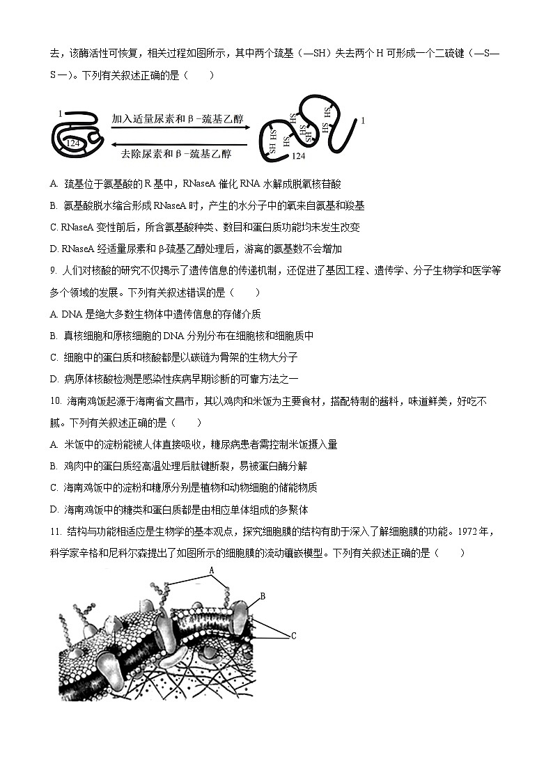 海南省2024-2025学年高一上学期11月期中生物试题  Word版无答案第3页