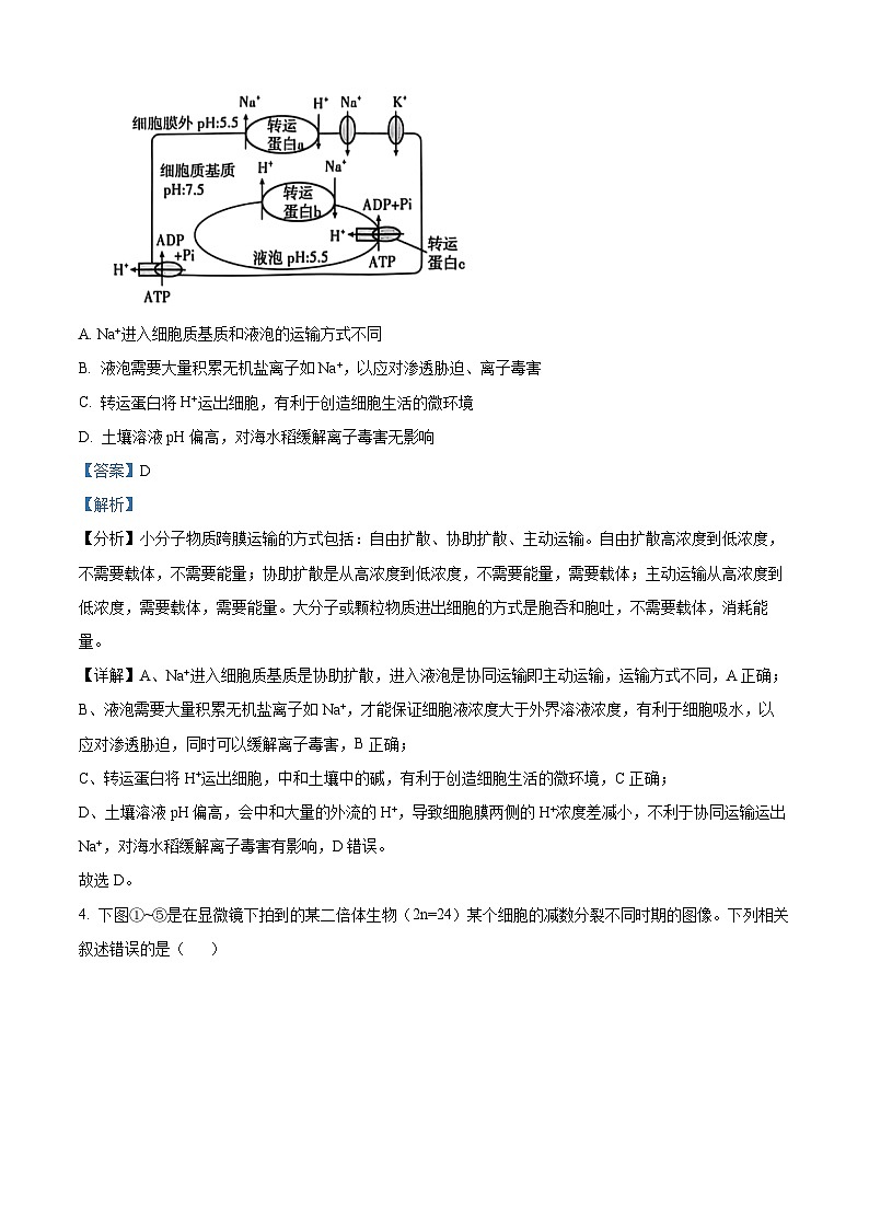 湖北省高中名校联盟2024-2025学年高三上学期第二次联合测评（11月月考）生物试题 Word版含解析第3页