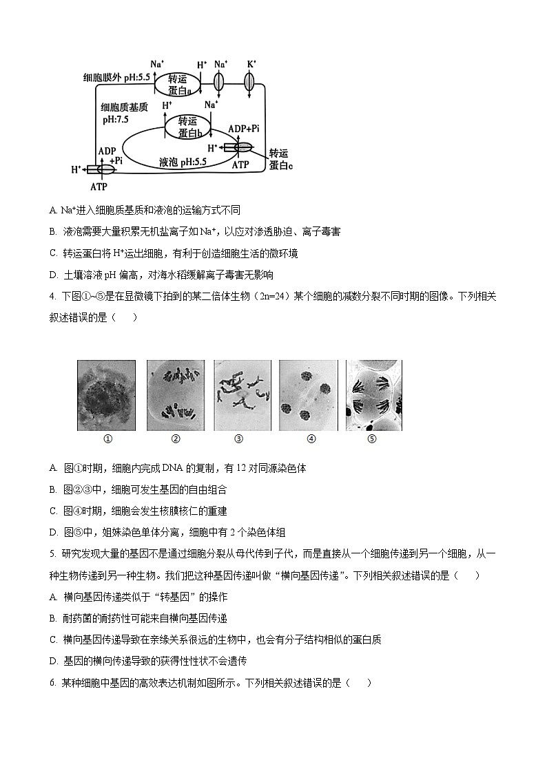 湖北省高中名校联盟2024-2025学年高三上学期第二次联合测评（11月月考）生物试题 Word版无答案第2页