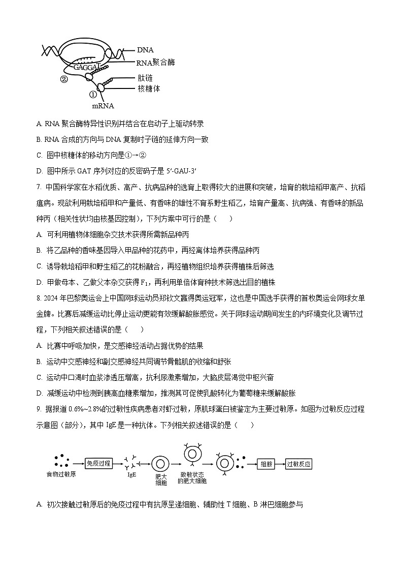 湖北省高中名校联盟2024-2025学年高三上学期第二次联合测评（11月月考）生物试题 Word版无答案第3页