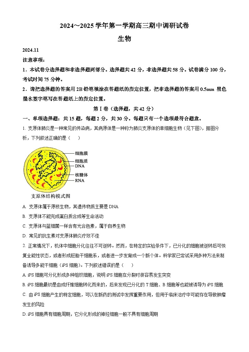 江苏省苏州市2024-2025学年高三上学期11月期中生物试题  Word版无答案第1页