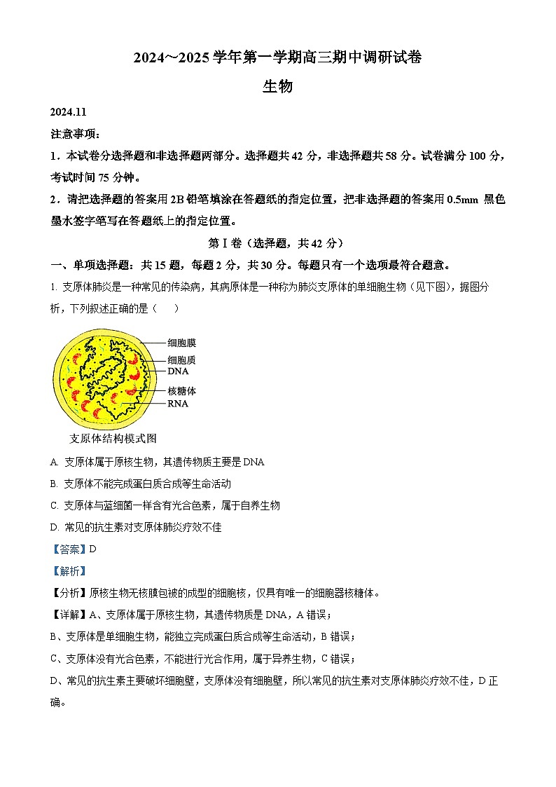 江苏省苏州市2024-2025学年高三上学期11月期中生物试题  Word版含解析第1页