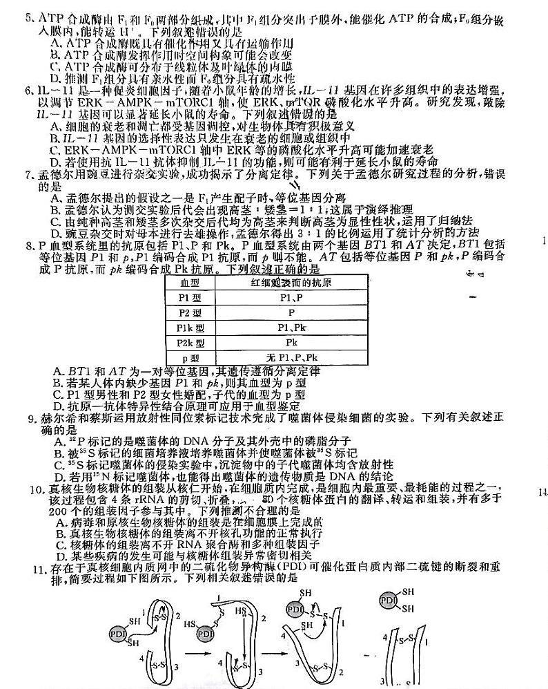 2025届福建省金太阳&百校联考高三上学期11月考-生物试卷+答案第2页