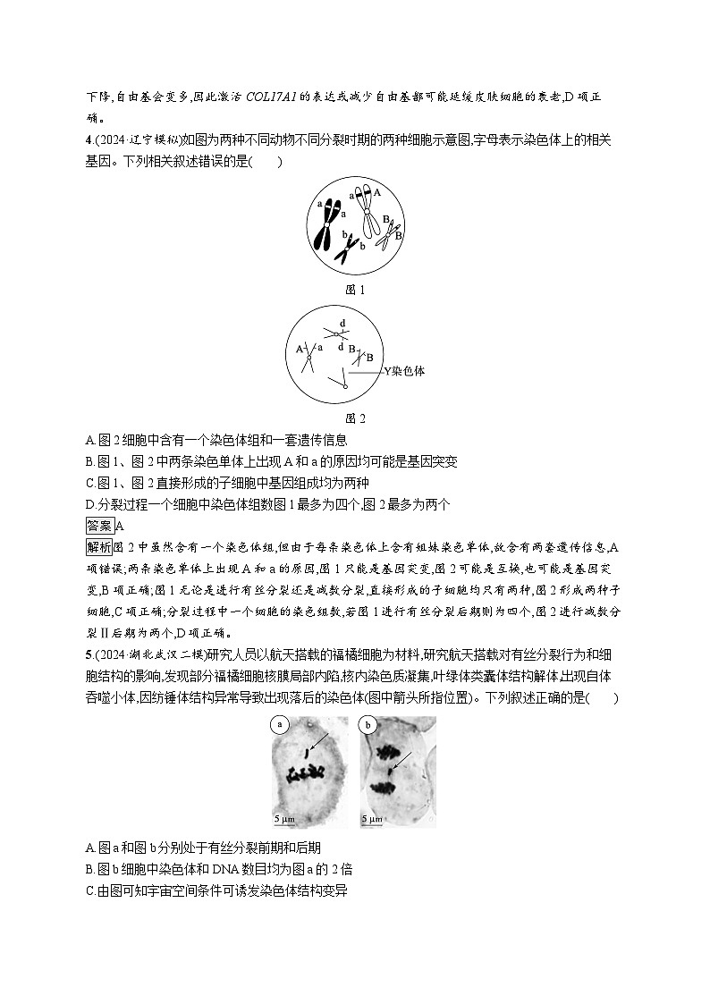备战2025年高考二轮复习生物（广东专版）知识对点小题练5细胞的生命历程（Word版附解析）第2页