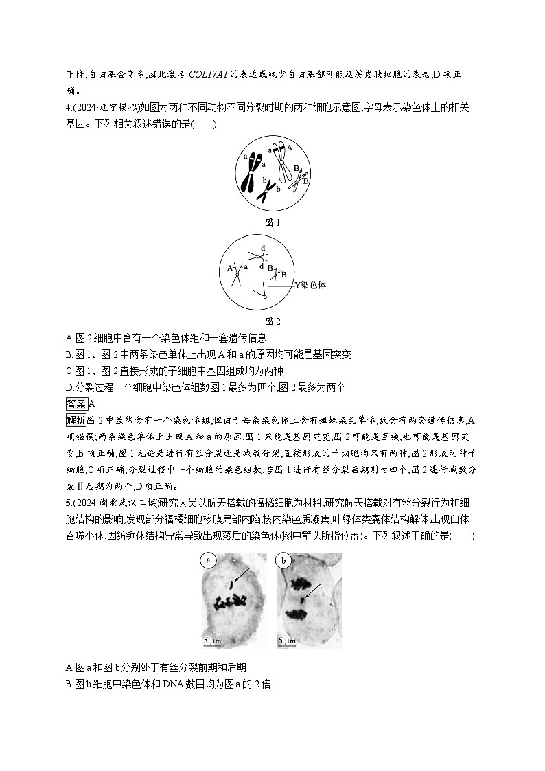 备战2025年高考二轮复习生物（湖南版）知识对点小题练5细胞的生命历程（Word版附解析）第2页