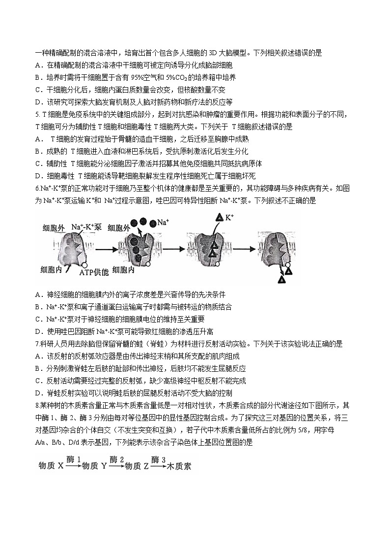 湖北省武汉市江岸区2024-2025学年高三上学期11月调考生物试卷 含答案第2页