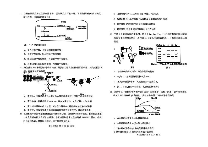 内蒙古赤峰市2025届高三上学期11月考-生物试卷+答案第2页
