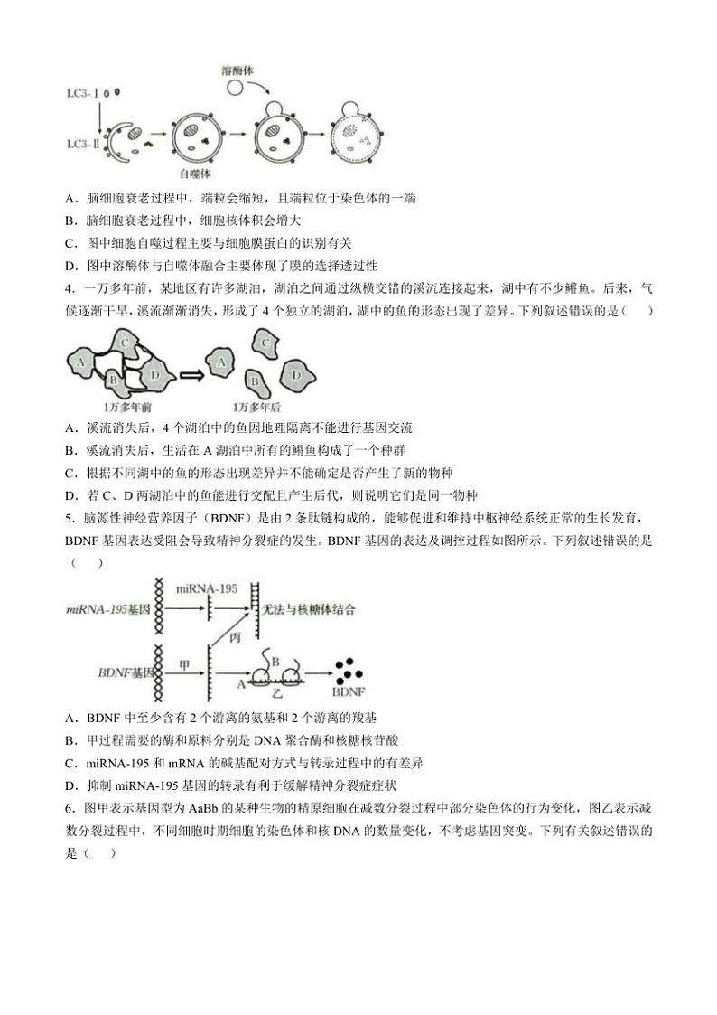 广西部分学校联考2024～2025学年高三(上)11月月考生物试卷(含解析)第2页