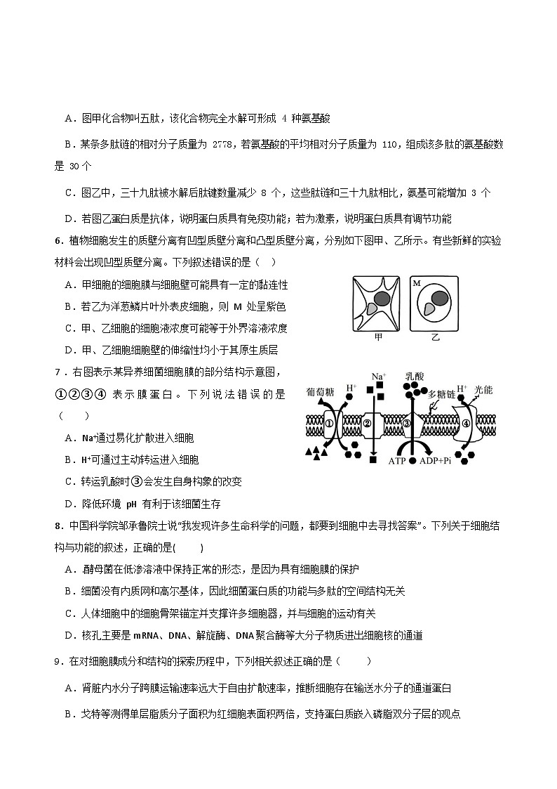 四川省眉山市仁寿第一中学南校区2024-2025学年高三上学期11月期中生物试题（Word版附答案）第2页