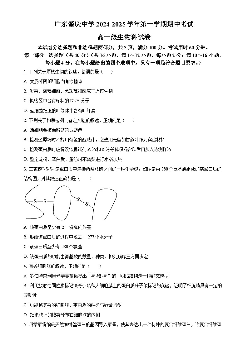 广东省肇庆市肇庆中学2024-2025学年高一上学期期中考试生物试题（原卷版）-A4第1页