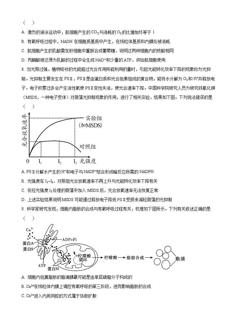 安徽省五校联考2024-2025学年高三上学期11月期中生物试题无答案第3页