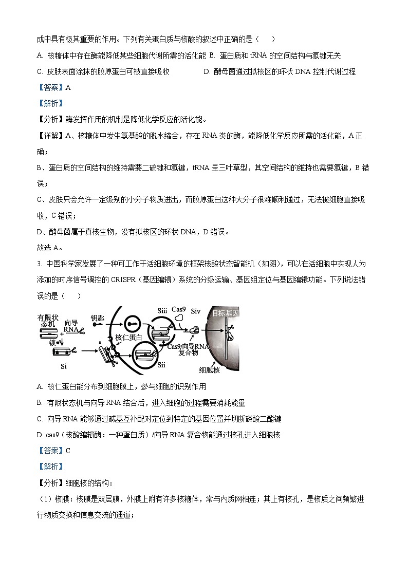 安徽省五校联考2024-2025学年高三上学期11月期中生物试题含解析第2页