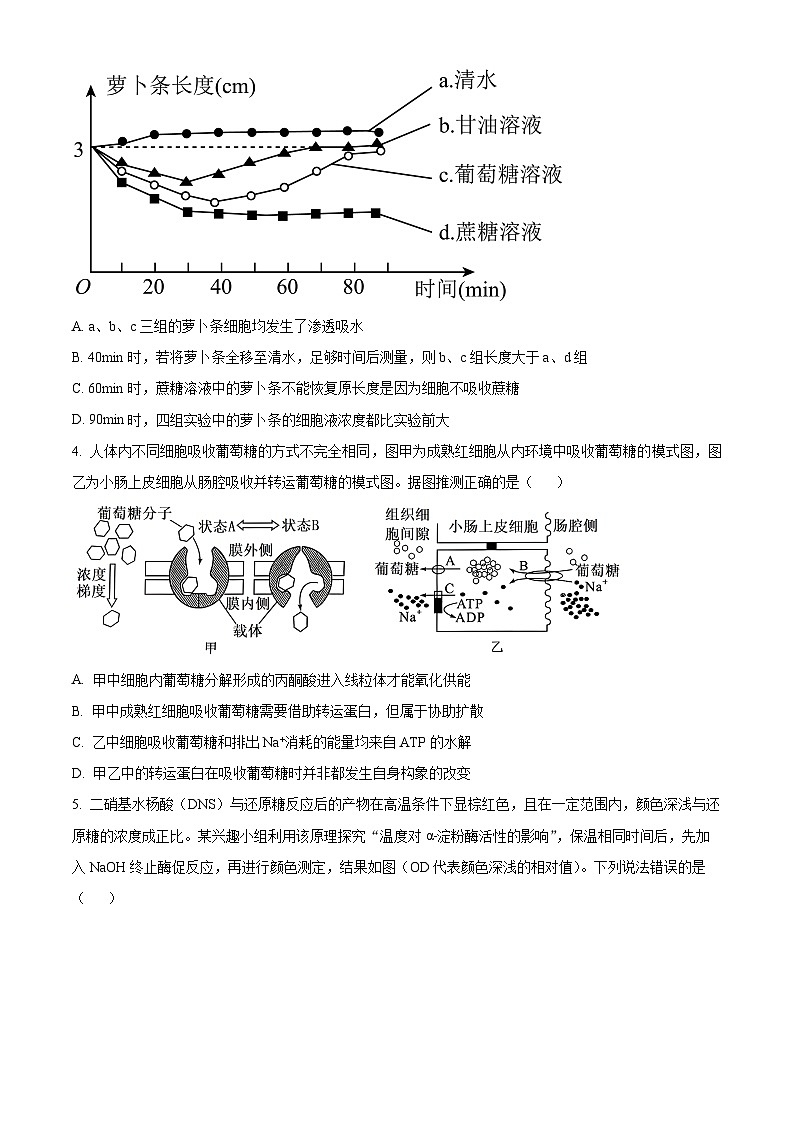 精品解析：山东省泰安市2024-2025学年高三上学期11月期中考试生物试题（原卷版）第2页