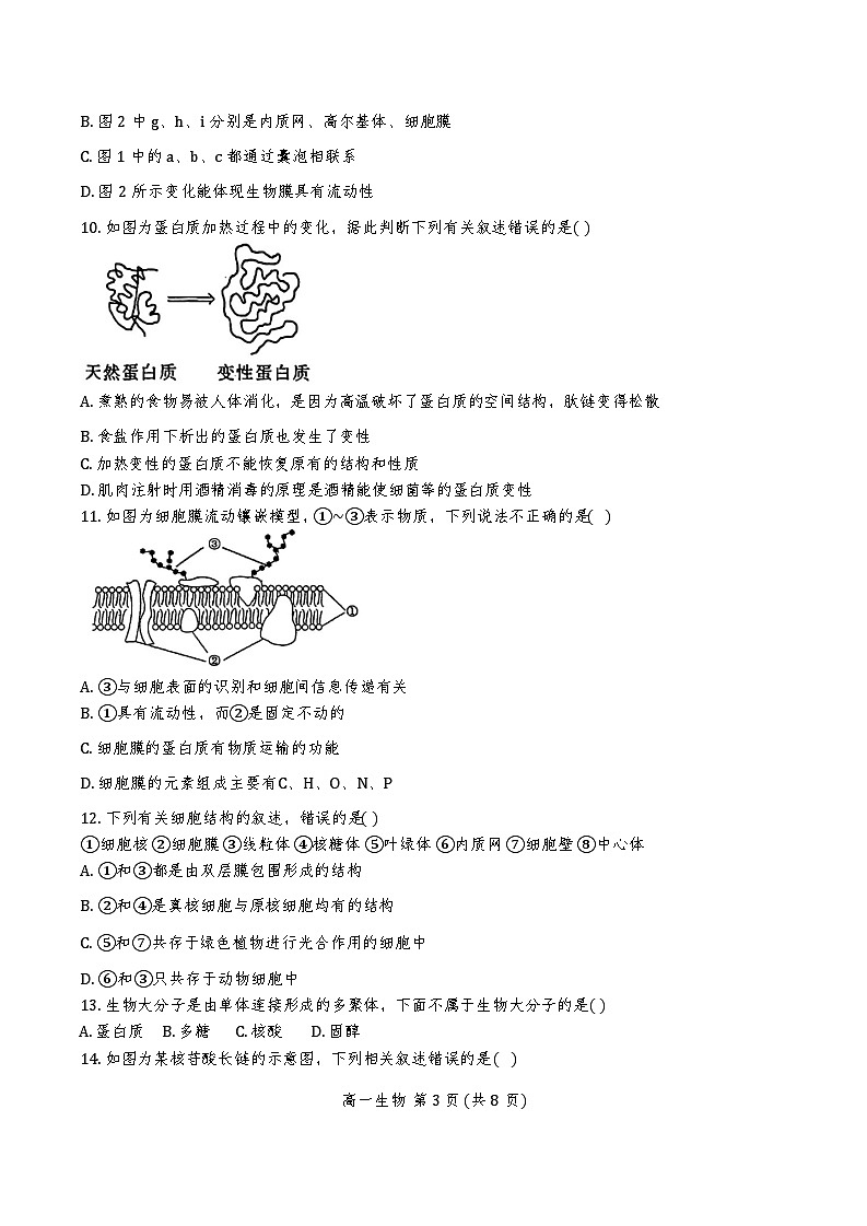 天津市东丽区天津市百华实验中学2024-2025学年高一上学期11月期中生物试题第3页