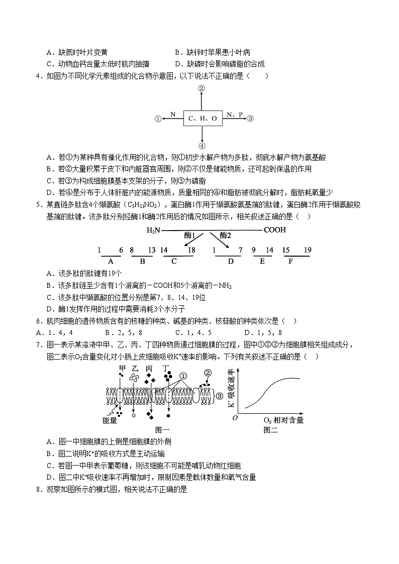 高一生物第三次月考卷（江苏专用，人教版2019必修1第1~5章）2024-2025学年初中上学期第三次月考02