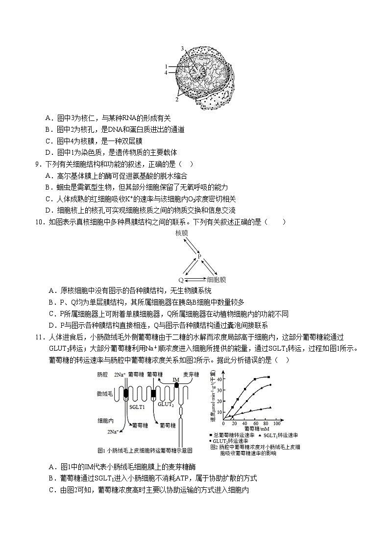 高一生物第三次月考卷（江苏专用，人教版2019必修1第1~5章）2024-2025学年初中上学期第三次月考03
