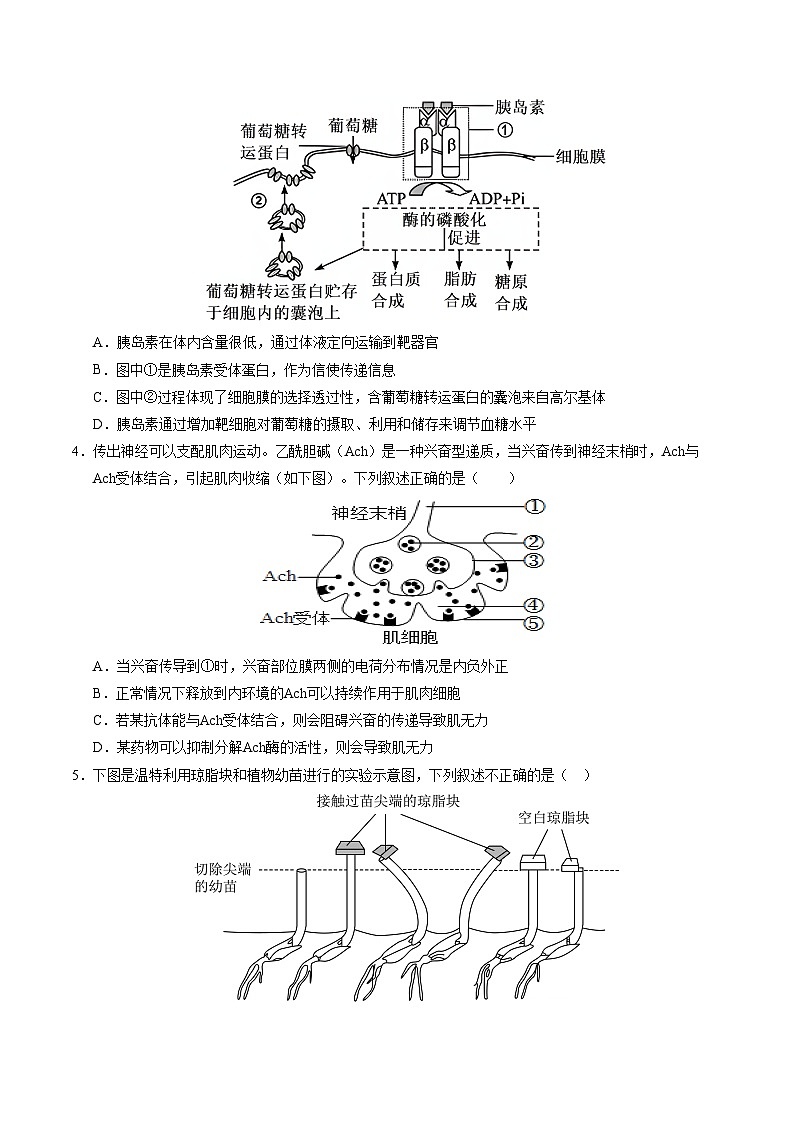 高二生物第三次月考卷【测试范围：选择性必修一+选择性必修二1-2章】（考试版A4）（北京专用）第2页