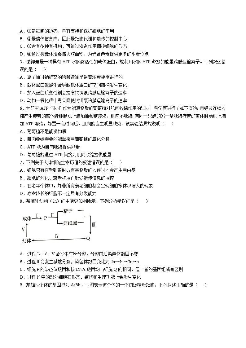 2025承德高三上学期期中考试生物含答案第2页
