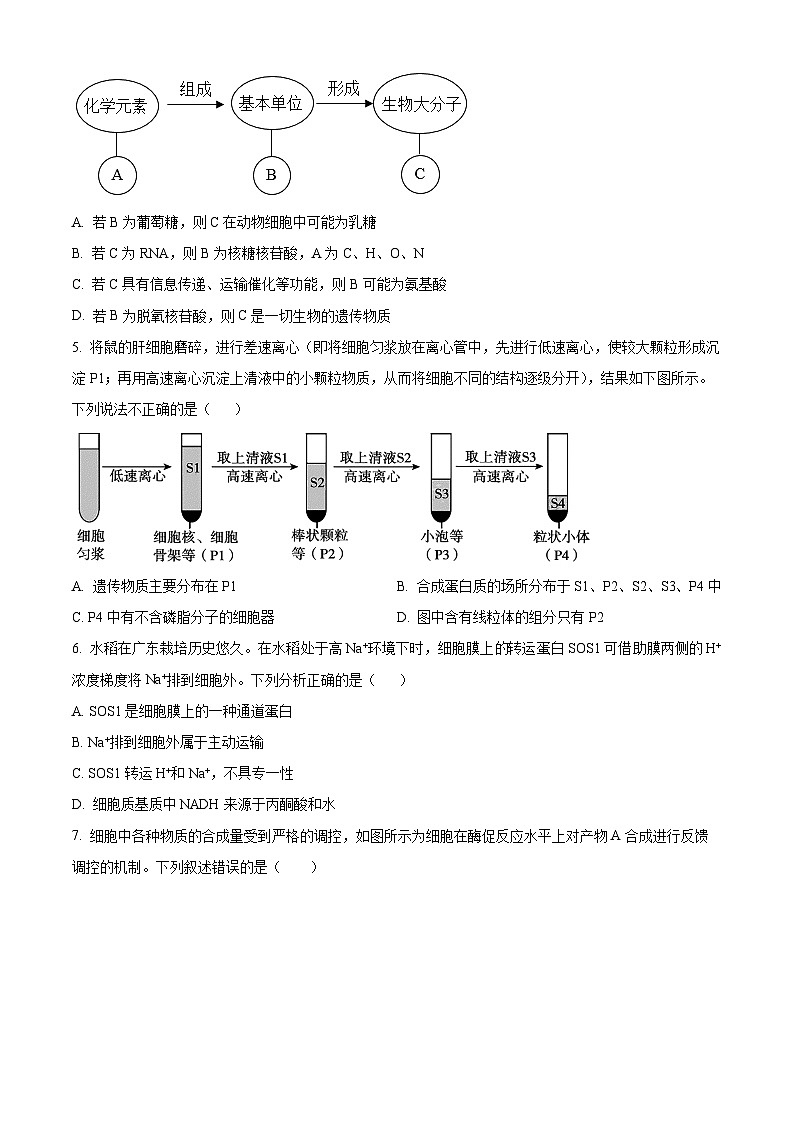 广东省阳江市高新区2024-2025学年高二上学期11月期中生物试题无答案第2页