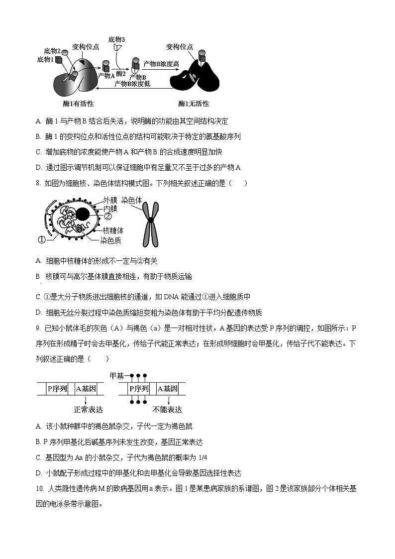 广东省阳江市高新区2024-2025学年高二上学期11月期中生物试题无答案第3页