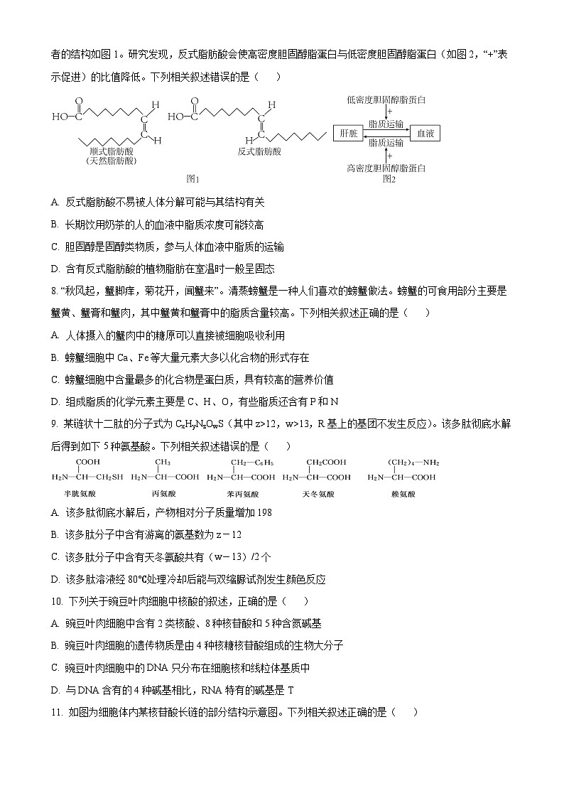 河南省九师联考2024-2025学年高一上学期11月期中生物试题无答案第3页
