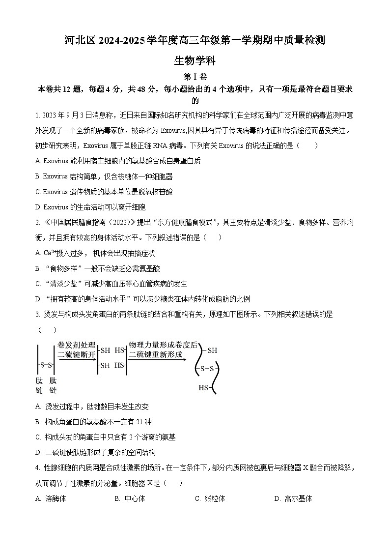 天津市河北区2024-2025学年高三上学期11月期中质量检测生物试题  Word版无答案第1页
